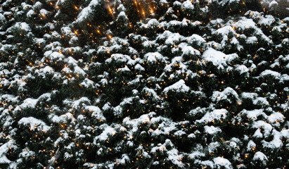 Christmas tree needles and shiny Christmas lights