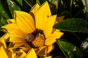 Snail Resting on Yellow Flower Petal