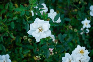 **Serene White Rose Bloom**