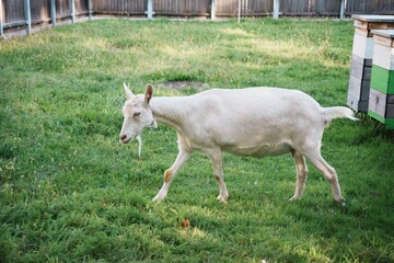 Curious goat in pasture.