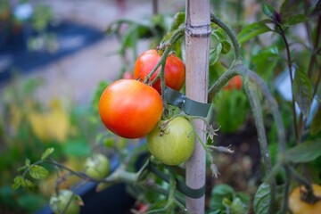 Ripe tomatoes on vine.