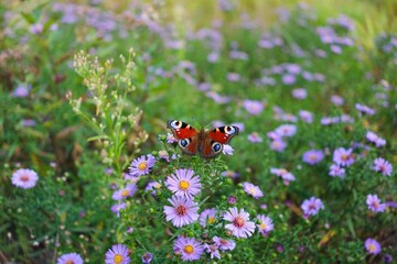 Butterfly on delicate blooms.