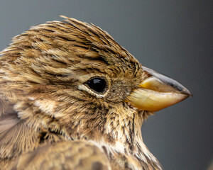 Macro close up of the head of a Corn Bunting. Anvil beak used to crack open barley, its favourite food.