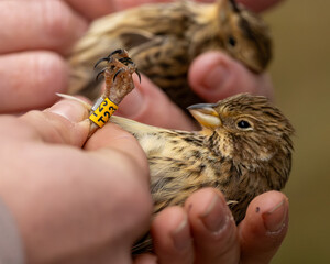 Corn Buntings, A red listed , endangered British wild bird. Conservationists have a program of netting ringing and releasing these birds. Information on population, locations, feeding patterns etc ena