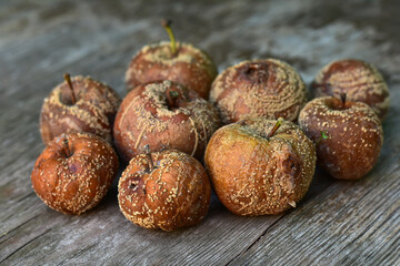 Bad rotten apple on wood background. Group of rotten aples on rough wooden table. 