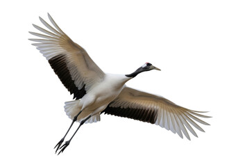 Fototapeta premium Majestic red-crowned crane in flight, snow-white body contrasting jet-black wing feathers and neck, dramatic rim lighting on a white background, concept of powerful avian grace