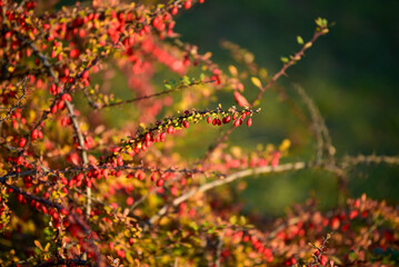 Close-up of branches covered with ripe red barberries in warm autumn sunlight. Vibrant red berries and yellow-green leaves against natural background