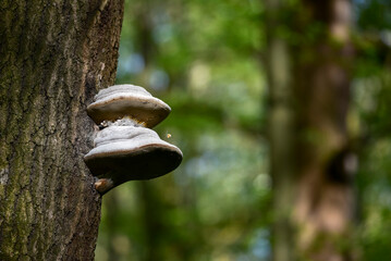Close-up of a white bracket fungus growing on a tree trunk in a green forest. Shelf mushroom attached to bark with natural texture and layered shape, surrounded by soft blurred woodland background
