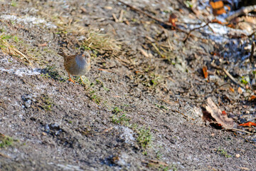 Close-up of robin bird perching on ground