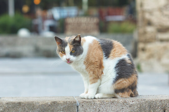 Funny Greek Street Cat Sticking Out Tongue in Greece