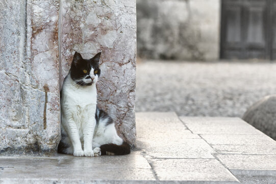 Street Cat Leaning on Stone Well in Greece