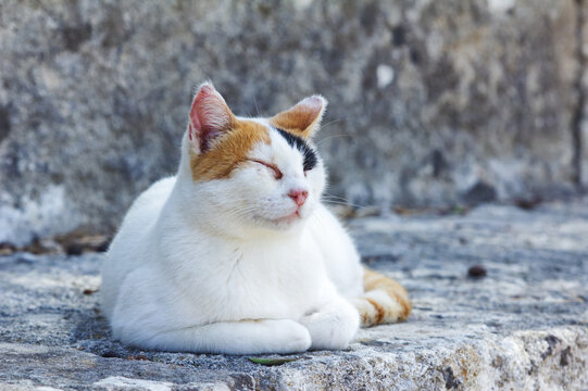 Tricolored Female Stray Cat Lying on Stone Floor in Greece