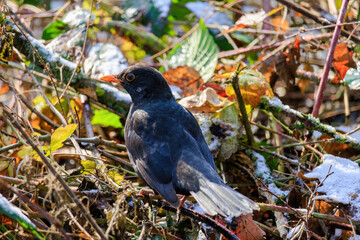 black bird perching on ground in park