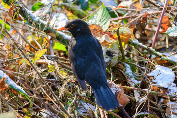 black bird perching on ground in park
