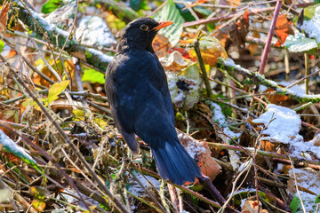 black bird perching on ground in park