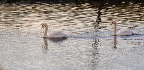 beautiful white swans floating on calm water