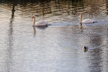 beautiful white swans floating on calm water