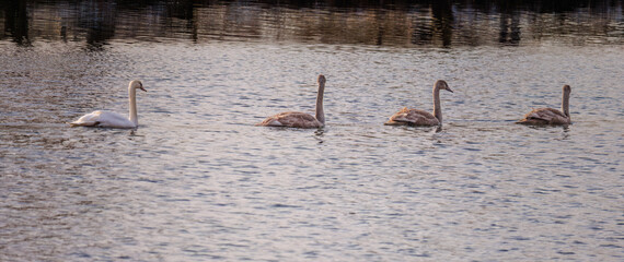 beautiful white swans floating on calm water