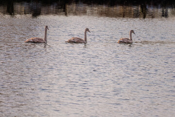 beautiful white swans floating on calm water