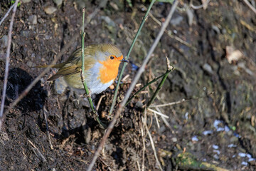 Close-up of robin bird perching on ground