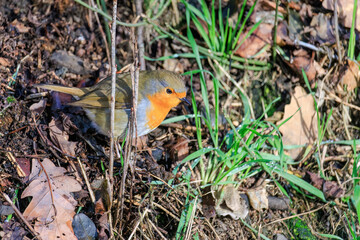 Close-up of robin bird perching on ground