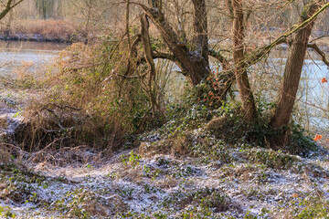 Winter forest on the river