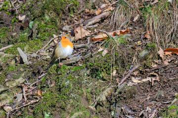 Close-up of robin bird perching on ground