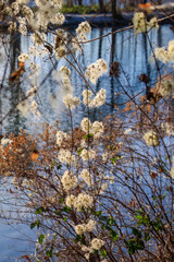dry white plants in winter