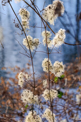 dry white plants in winter
