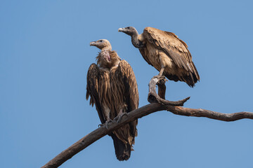 The Indian vulture or long-billed vulture (Gyps indicus)