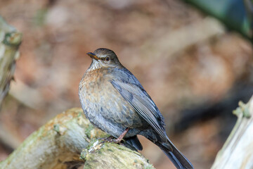 Mistle Thrush,sitting on the branch