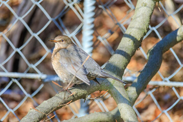 Mistle Thrush,sitting on the branch