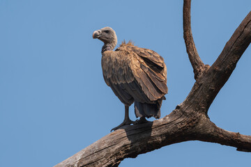 The Indian vulture or long-billed vulture (Gyps indicus)