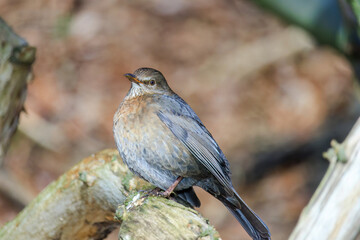 Mistle Thrush,sitting on the branch