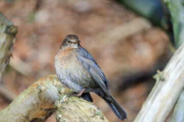 Mistle Thrush,sitting on the branch