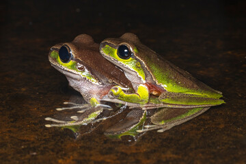 Australian Blue Mountains Tree Frog pair