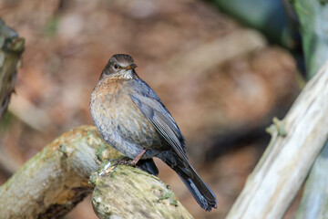 Mistle Thrush,sitting on the branch