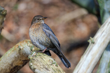 Mistle Thrush,sitting on the branch