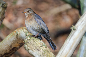 Mistle Thrush,sitting on the branch