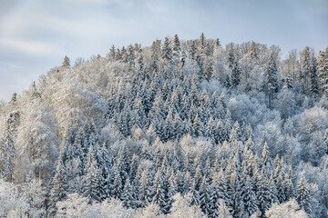 Winter wonderland in Stallikon Switzerland, picturesque snowy forest near Zurich
