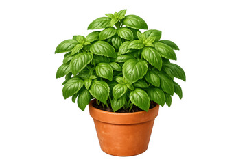 Fresh basil herb plant growing in a terracotta pot capturing culinary freshness and organic gardening