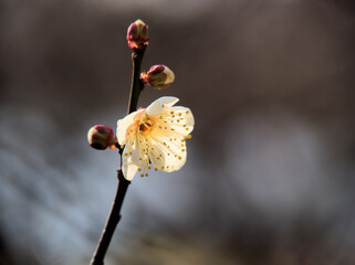 1月に美しく咲いた白い梅の花「冬至（トウジ）」