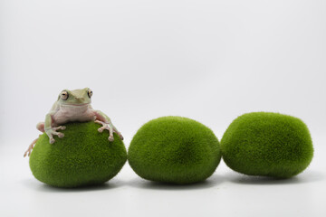 Australian Green Tree Frog on artificial moss stones, Dumpy frog litoria caerulea on white background