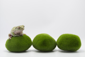 Australian Green Tree Frog on artificial moss stones, Dumpy frog litoria caerulea on white background