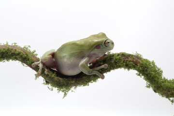 Australian Green Tree Frog on artificial moss stones, Dumpy frog litoria caerulea on white background