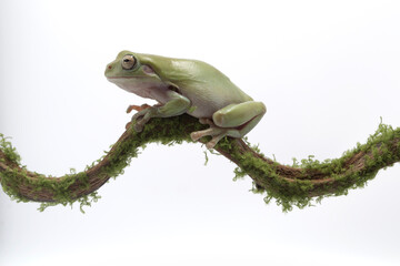 Australian Green Tree Frog on branch, Dumpy frog litoria caerulea on white background