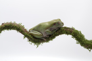 Australian Green Tree Frog on branch, Dumpy frog litoria caerulea on white background