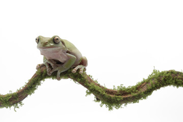Australian Green Tree Frog on branch, Dumpy frog litoria caerulea on white background