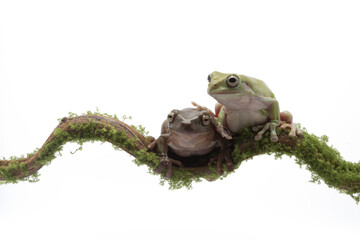 Australian Green Tree Frog on branch, Dumpy frog litoria caerulea on white background