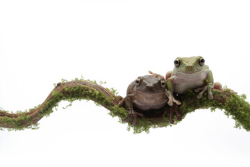 Australian Green Tree Frog on branch, Dumpy frog litoria caerulea on white background